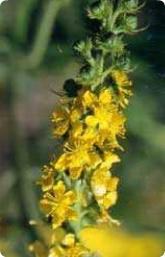 Bachblüte Nr. 1. Agrimony