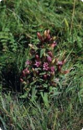 Bachblüte Nr. 12. Gentian