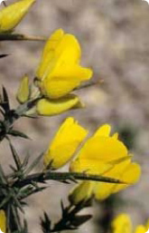 Bachblüte Nr. 13. Gorse