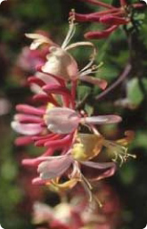 Bachblüte Nr. 16. Honeysuckle