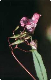 Bachblüte Nr. 18. Impatiens