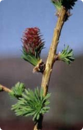 Bachblüte Nr. 19. Larch