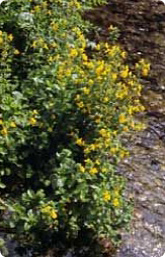 Bachblüte Nr. 20. Mimulus