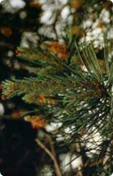 Bachblüte Nr. 24. Pine