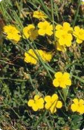 Bachblüte Nr. 26. Rock Rose