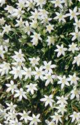 Bachblüte Nr. 29. Star of Bethlehem