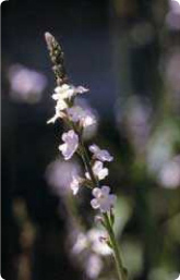 Bachblüte Nr. 31. Vervain