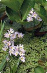 Bachblüte Nr. 34. Water Violet