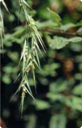 Bachblüte Nr. 36. Wild Oat