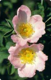 Bachblüte Nr. 37. Wild Rose