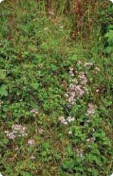 Bachblüte Nr. 4. Centaury