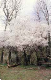 Bachblüte Nr. 6. Cherry Plum