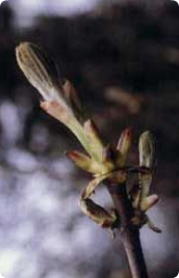 Bachblüte Nr. 7. Chestnut Bud