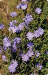 Bachblüte Nr. 8. Chicory