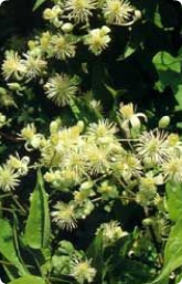 Bachblüte Nr. 9. Clematis