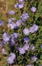 Healing Herbs J. Barnard