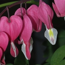 Kalifornische Essenzen FES