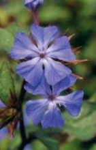 Bachblüten