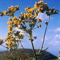 Afrikanische Blütenessenzen