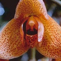 Orchideen Amazonas